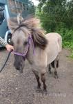 Gelding