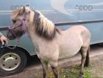 Gelding