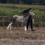 Twrog Cai, Welsh Section A Gelding