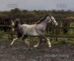 Twrog Cai, Welsh Section A Gelding