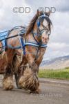 14hh Ride and Drive Gelding 