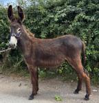 Jack Donkey Foal
