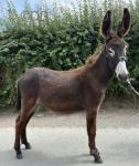 Jack Donkey Foal