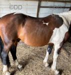 15hh Stallion