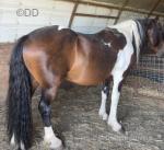 15hh Stallion