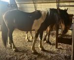 15hh Stallion