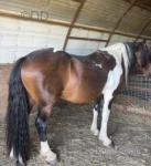 15hh Stallion