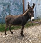 Donald, Donkey Gelding