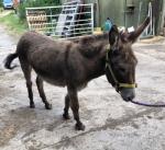 Bobby, Donkey Gelding