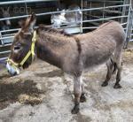 Bobby, Donkey Gelding