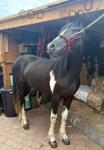 Dotty, Filly