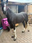 Dotty, Filly