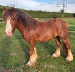 Colt