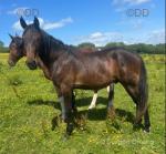 Standardbred Colt