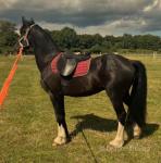 Diesel, Gelding 