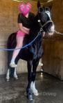 Diesel, Gelding 