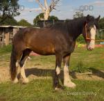 Ben, Shire Riding Gelding 