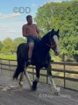 Ben, Shire Riding Gelding 