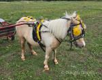 Dolly, Falabella Ride and Drive Mare with Cart and Harness