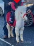 Dolly, Falabella Ride and Drive Mare with Cart and Harness