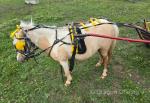 Dolly, Falabella Ride and Drive Mare with Cart and Harness