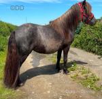 Shetland Filly