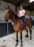 16.1hh Riding Mare