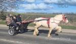 14hh Driving Gelding & 12hh Driving Gelding 