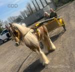 14hh Driving Gelding & 12hh Driving Gelding 