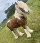 Patch, 12hh Driving Gelding 