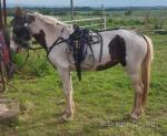 Filly 