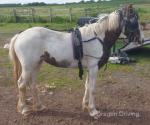 Filly 