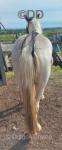Filly 