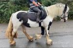 12.2hh Riding Mare