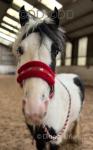 12.2hh Riding Mare