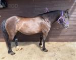 12hh Welsh Section C Mare