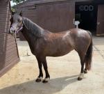 12hh Welsh Section C Mare