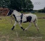 Bluebell, 13.1hh Riding Mare