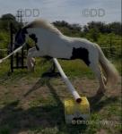 Bluebell, 13.1hh Riding Mare