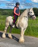 15hh Riding Gelding 