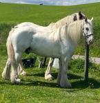 15hh Riding Gelding 