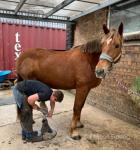 17.3hh Irish Draught Mare