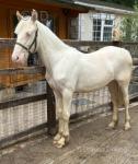 Yearling Filly