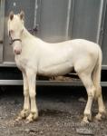 Yearling Filly