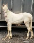 Yearling Filly