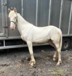 Yearling Filly