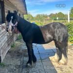 Whiskey, 12.2hh Gelding 