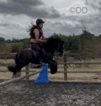 Whiskey, 12.2hh Gelding 