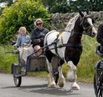Daley, 14.1hh Ride and Drive Gelding 