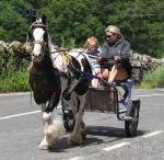 Daley, 14.1hh Ride and Drive Gelding 